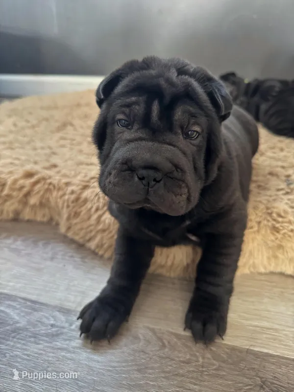 Cupid – Chinese Shar-Pei puppy for sale in Browns Mills, NJ