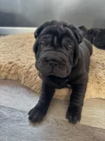 Cupid, a female Chinese Shar-Pei for sale in Browns Mills, NJ – Photo 1 of 10