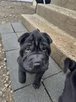 Cupid, a female Chinese Shar-Pei for sale in Browns Mills, NJ – Photo 9 of 10