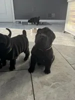Cupid, a female Chinese Shar-Pei for sale in Browns Mills, NJ – Photo 7 of 10
