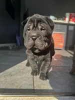 Cupid, a female Chinese Shar-Pei for sale in Browns Mills, NJ – Photo 5 of 10