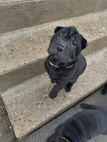 Cupid, a female Chinese Shar-Pei for sale in Browns Mills, NJ – Photo 3 of 10