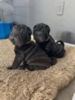 Cupid, a female Chinese Shar-Pei for sale in Browns Mills, NJ – Photo 4 of 10
