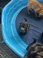 Cupid, a female Chinese Shar-Pei for sale in Browns Mills, NJ – Photo 6 of 10