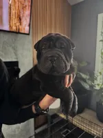 Cupid, a female Chinese Shar-Pei for sale in Browns Mills, NJ – Photo 10 of 10
