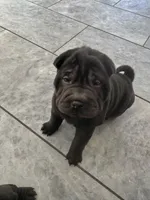 Cupid, a female Chinese Shar-Pei for sale in Browns Mills, NJ – Photo 2 of 10