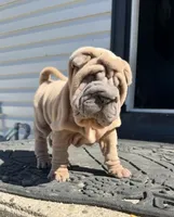 Astro, a male Chinese Shar-Pei for sale in Browns Mills, NJ – Photo 2 of 10