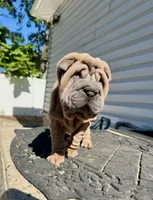 Astro, a male Chinese Shar-Pei for sale in Browns Mills, NJ – Photo 8 of 10