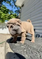 Astro, a male Chinese Shar-Pei for sale in Browns Mills, NJ – Photo 3 of 10