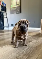 Astro, a male Chinese Shar-Pei for sale in Browns Mills, NJ – Photo 1 of 10