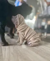 Astro, a male Chinese Shar-Pei for sale in Browns Mills, NJ – Photo 10 of 10