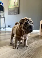 Astro, a male Chinese Shar-Pei for sale in Browns Mills, NJ – Photo 4 of 10