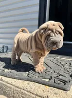 Astro, a male Chinese Shar-Pei for sale in Browns Mills, NJ – Photo 5 of 10