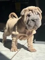 Astro, a male Chinese Shar-Pei for sale in Browns Mills, NJ – Photo 9 of 10