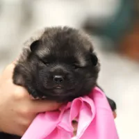 Pink, a female Norwegian Elkhound for sale in Saint Regis, MT – Photo 2 of 2