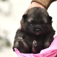 Pink, a female Norwegian Elkhound for sale in Saint Regis, MT – Photo 1 of 2