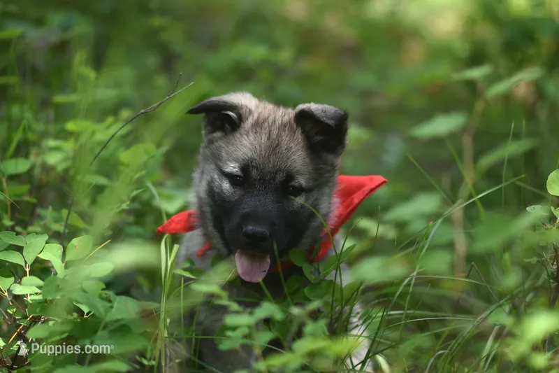 Red – Norwegian Elkhound puppy for sale in Saint Regis, MT