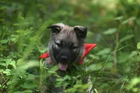 Red, a female Norwegian Elkhound for sale in Saint Regis, MT – 1 of 2