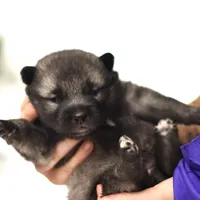Purple, a female Norwegian Elkhound for sale in Saint Regis, MT – Photo 1 of 2