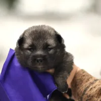 Purple, a female Norwegian Elkhound for sale in Saint Regis, MT – Photo 2 of 2