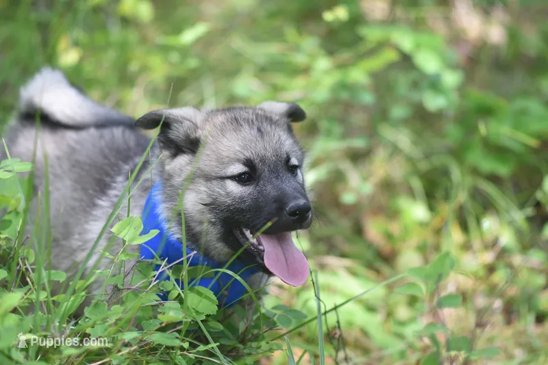 Blue – Norwegian Elkhound puppy for sale in Saint Regis, MT