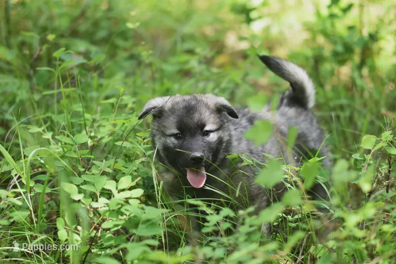 Black – Norwegian Elkhound puppy for sale in Saint Regis, MT