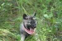Pink, a female Norwegian Elkhound for sale in Saint Regis, MT – 2 of 2