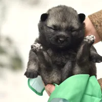 Green, a female Norwegian Elkhound for sale in Saint Regis, MT – Photo 2 of 2