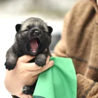 Green, a female Norwegian Elkhound for sale in Saint Regis, MT – Photo 1 of 2