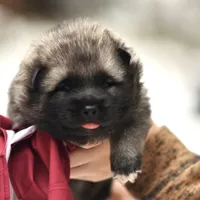 Red, a male Norwegian Elkhound for sale in Saint Regis, MT – Photo 2 of 2