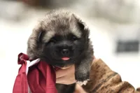 processed/f5b35e7a-1dfc-4419-8878-23febceafd37/listing/83ac7533-59c3-4e2f-823e-522c78fa0723/2ae40c43-13be-4218-ae81-14b7f99b4c6a