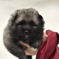 Red, a male Norwegian Elkhound for sale in Saint Regis, MT – Photo 1 of 2