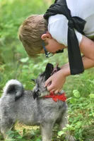 Red, a female Norwegian Elkhound for sale in Saint Regis, MT – 2 of 2