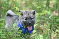 Blue, a male Norwegian Elkhound for sale in Saint Regis, MT – 2 of 2