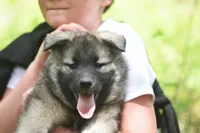 Black, a male Norwegian Elkhound for sale in Saint Regis, MT – 2 of 2