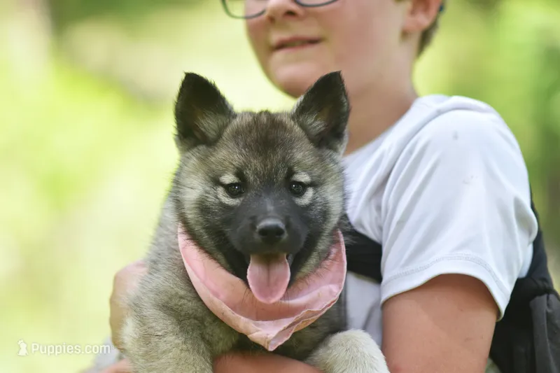 Pink – Norwegian Elkhound puppy for sale in Saint Regis, MT
