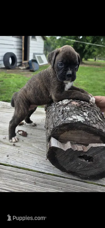 GiMMA  – Boxer puppy for sale in Mountain View, MO
