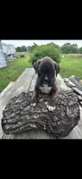 GiMMA , a female Boxer for sale in Mountain View, MO – 4 of 4