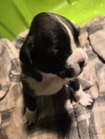 processed/f5b386c2-1e19-4763-a37a-0c17486d12d1/listing/0bee0b10-9a9a-451b-ba6b-8a5897356267/5e5178e7-5da7-4681-af00-67ed5109f74c