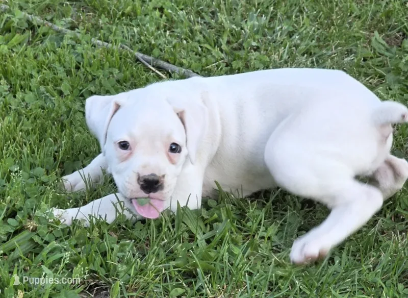 Sugar – Boxer puppy for sale in Mountain View, MO