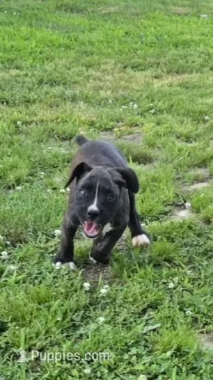 Tank – Boxer puppy for sale in Mountain View, MO