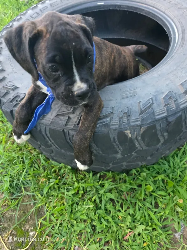 TANK – Boxer puppy for sale in Mountain View, MO