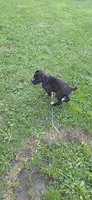 Tank, a male Boxer for sale in Mountain View, MO – 7 of 8
