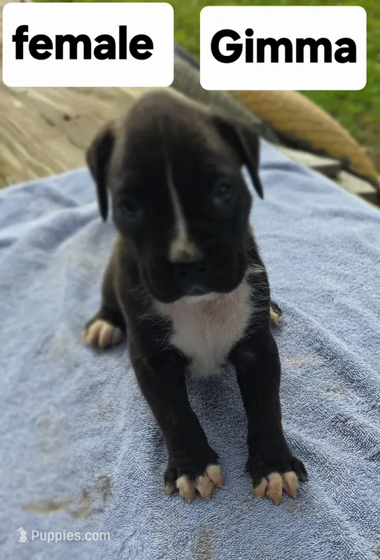 GiMMA  – Boxer puppy for sale in Mountain View, MO