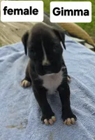 GiMMA , a female Boxer for sale in Mountain View, MO – 1 of 2