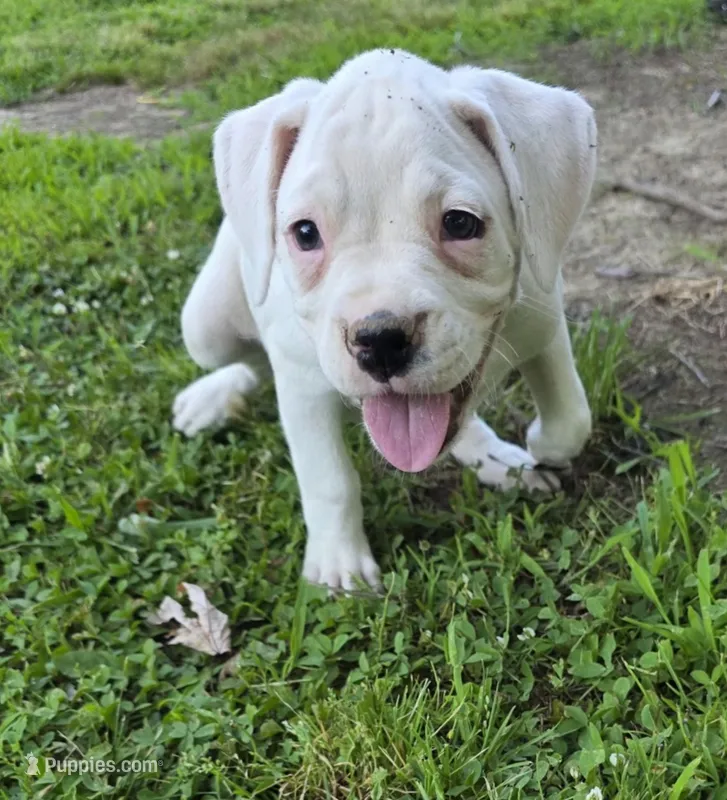 Sugar – Boxer puppy for sale in Mountain View, MO