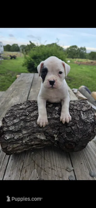 Pettie  – Boxer puppy for sale in Mountain View, MO