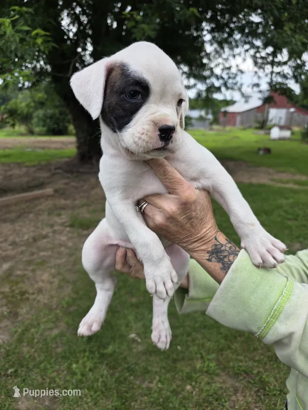Pettie  – Boxer puppy for sale in Mountain View, MO