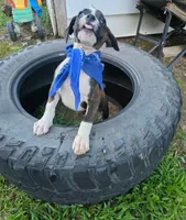 DAX, a male Boxer for sale in Mountain View, MO – 2 of 7