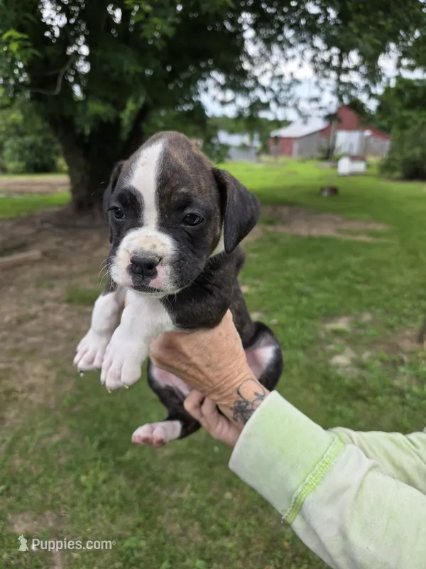 Jax – Boxer puppy for sale in Mountain View, MO